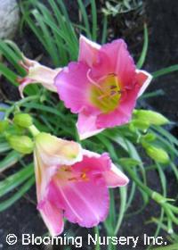 Hemerocallis 'Final Touch'